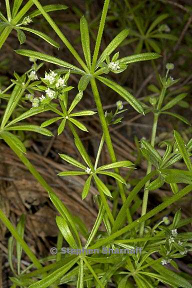 galium aparine 4 graphic